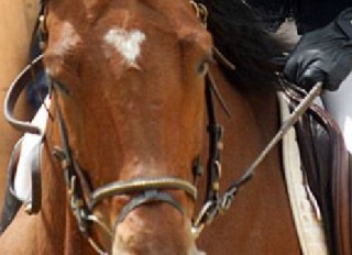  Aventura a caballo en 13 